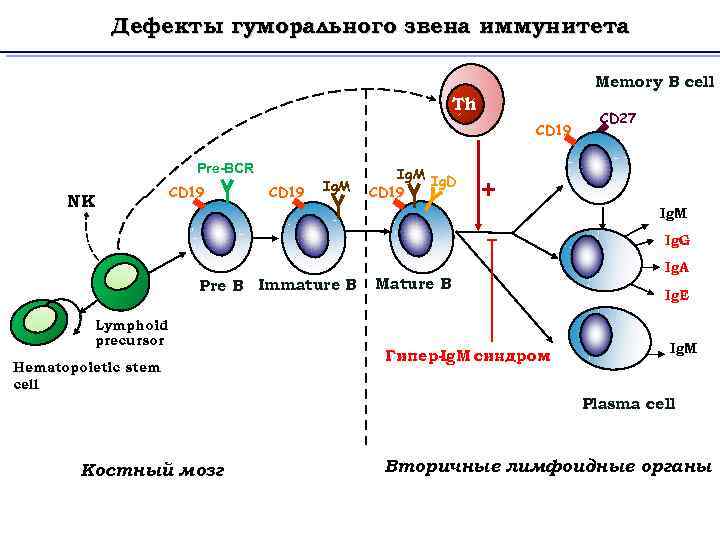 Дефекты гуморального звена иммунитета Memory B cell Th CD 19 Pre-BCR NK CD 19