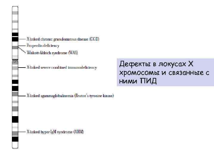 Дефекты в локусах Х хромосомы и связанные с ними ПИД 