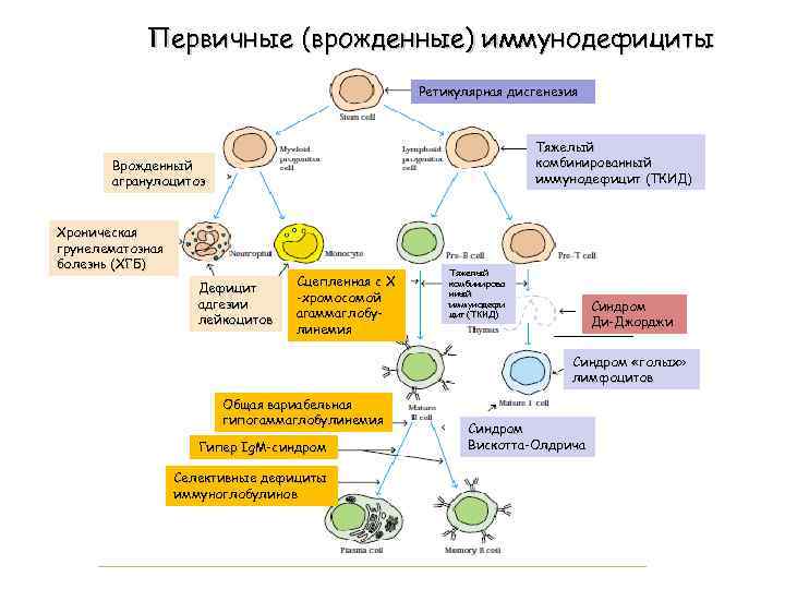 Первичные (врожденные) иммунодефициты Ретикулярная дисгенезия Тяжелый комбинированный иммунодефицит (ТКИД) Врожденный агранулоцитоз Хроническая грунелематозная болезнь