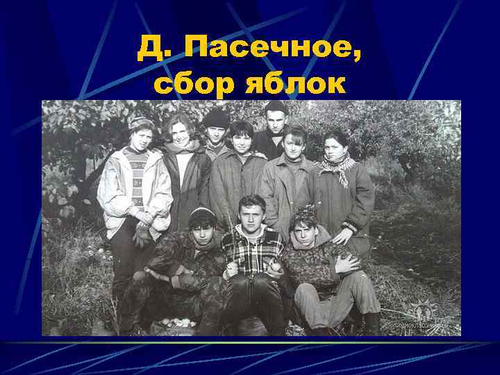 Д. Пасечное, сбор яблок 