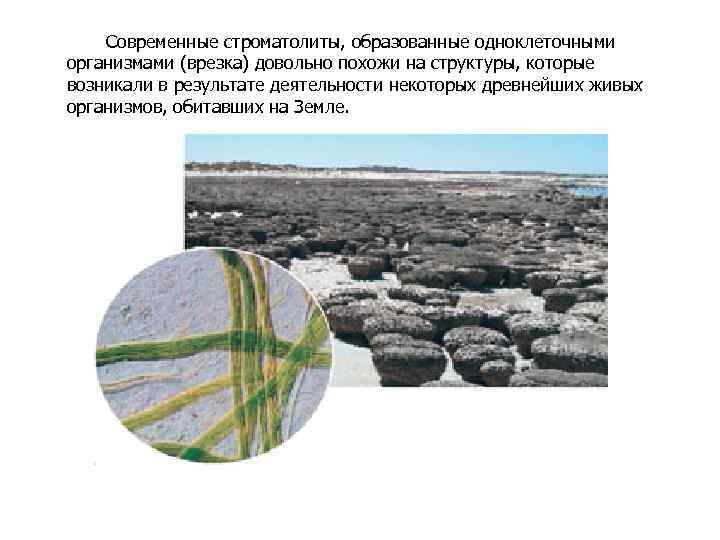 Современные строматолиты, образованные одноклеточными организмами (врезка) довольно похожи на структуры, которые возникали в результате
