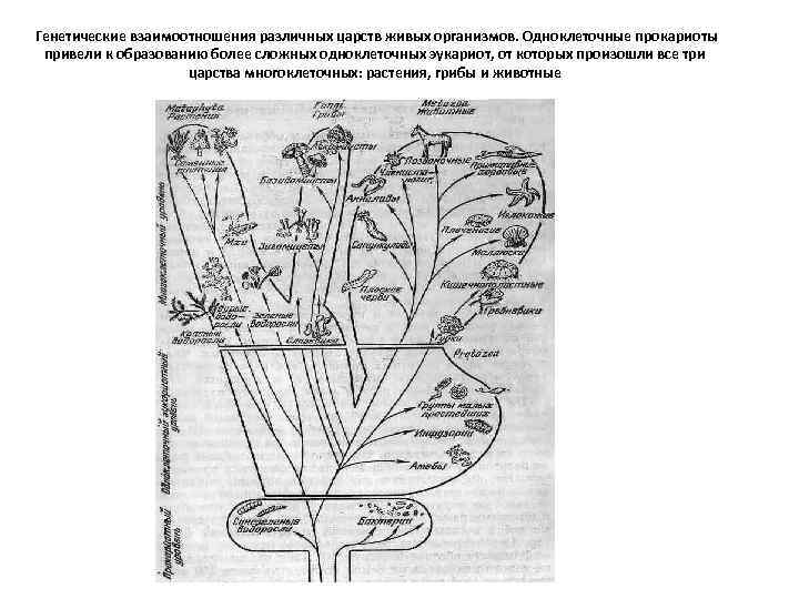  Генетические взаимоотношения различных царств живых организмов. Одноклеточные прокариоты привели к образованию более сложных
