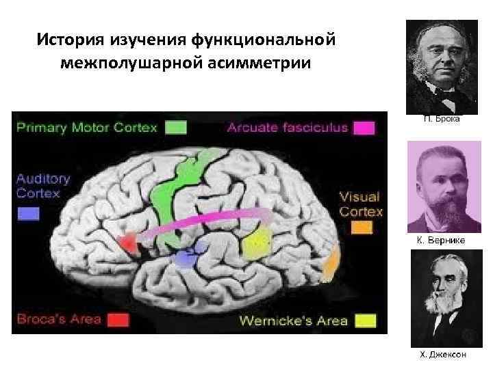История изучения функциональной межполушарной асимметрии 