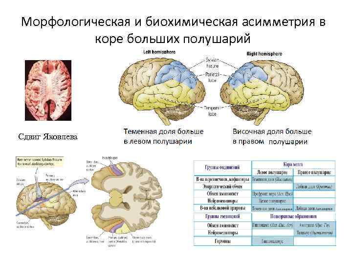 Морфологическая и биохимическая асимметрия в коре больших полушарий Сдвиг Яковлева 
