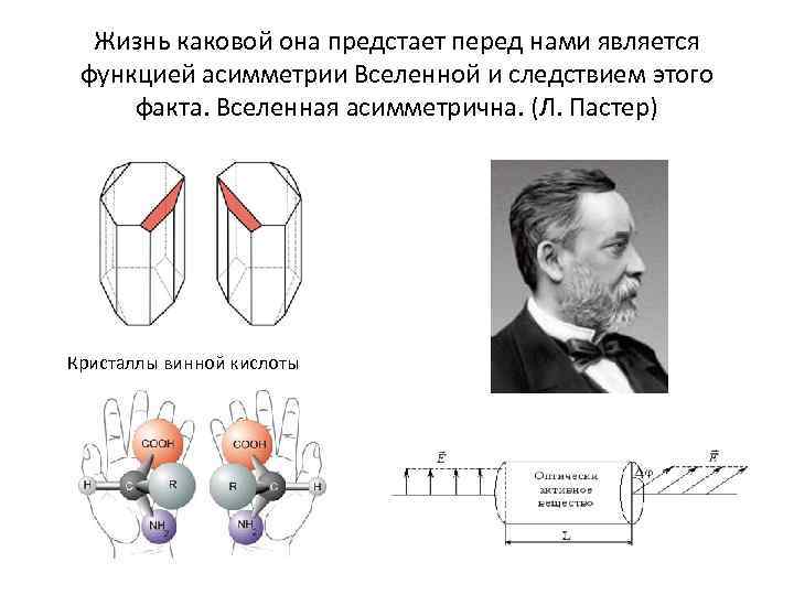 Жизнь каковой она предстает перед нами является функцией асимметрии Вселенной и следствием этого факта.