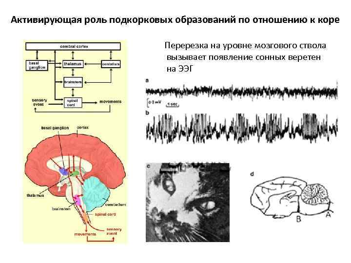 Активирующая роль подкорковых образований по отношению к коре Перерезка на уровне мозгового ствола вызывает