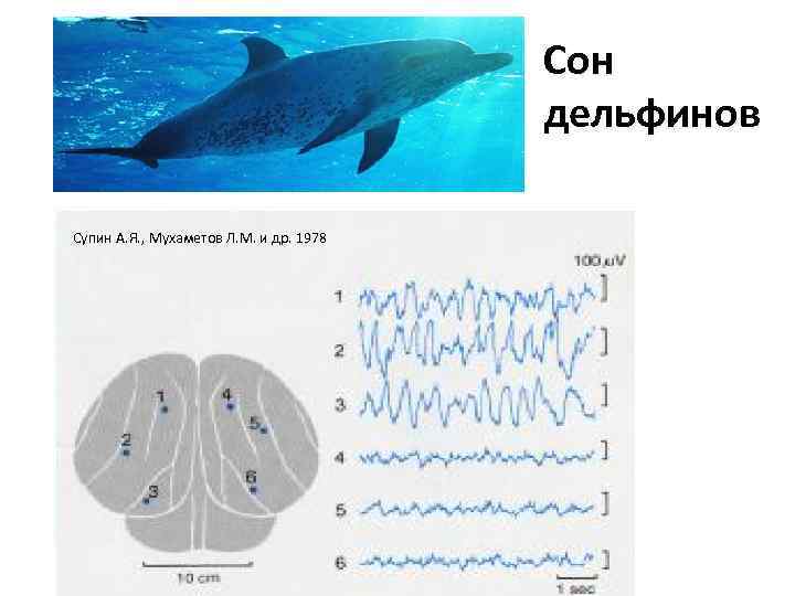 Сон дельфинов Супин А. Я. , Мухаметов Л. М. и др. 1978 