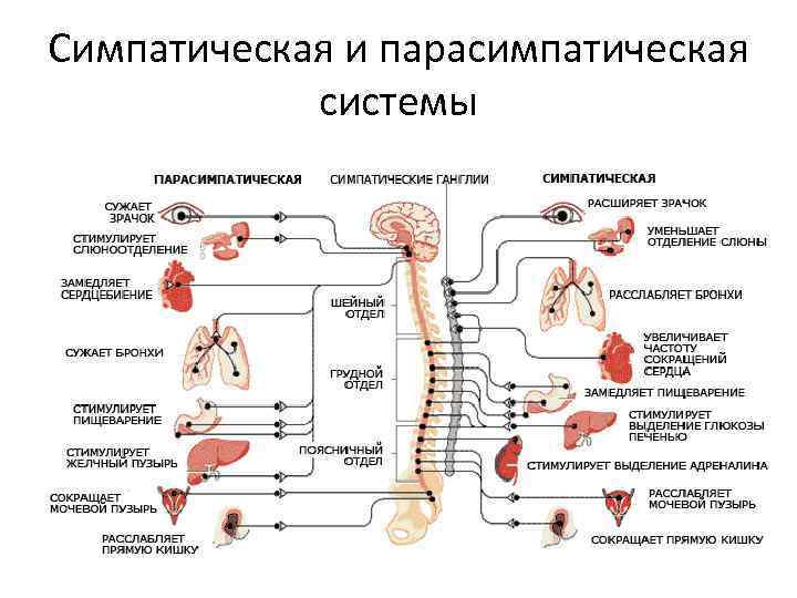 Симпатическая и парасимпатическая системы 
