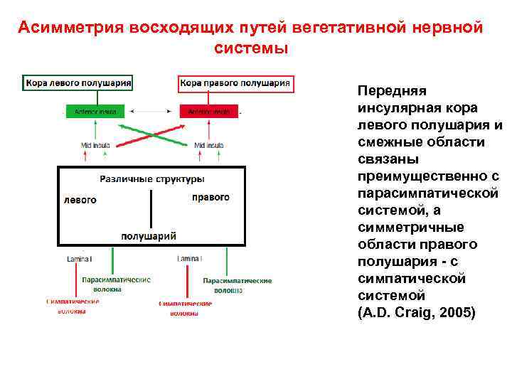 Асимметрия восходящих путей вегетативной нервной системы Передняя инсулярная кора левого полушария и смежные области