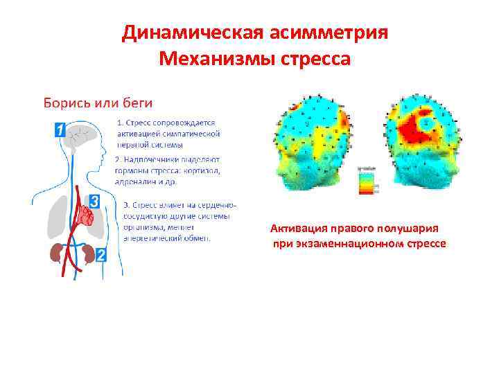 Динамическая асимметрия Механизмы стресса Активация правого полушария при экзаменнационном стрессе 