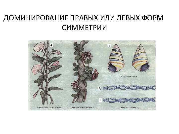 ДОМИНИРОВАНИЕ ПРАВЫХ ИЛИ ЛЕВЫХ ФОРМ СИММЕТРИИ 