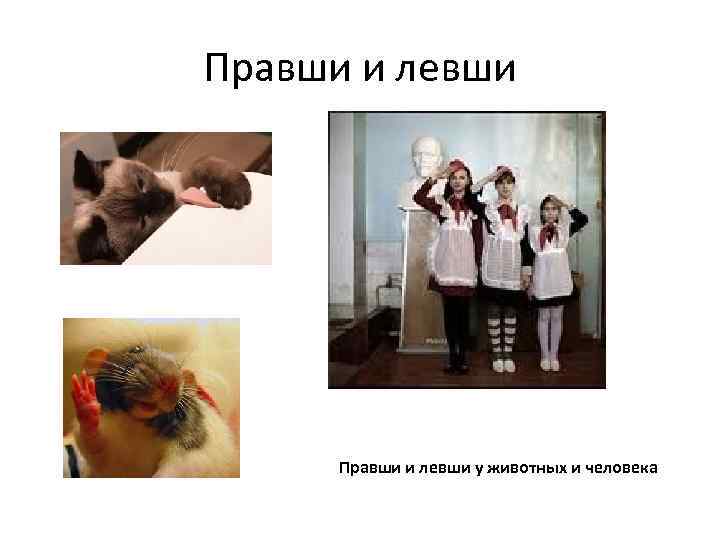 Правши и левши у животных и человека 