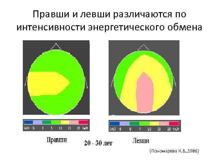 Правши и левши различаются по интенсивности энергетического обмена (Пономарева Н. В. , 1986) 