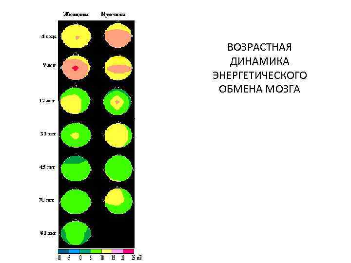 ВОЗРАСТНАЯ ДИНАМИКА ЭНЕРГЕТИЧЕСКОГО ОБМЕНА МОЗГА 