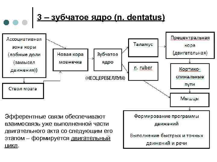 3 – зубчатое ядро (n. dentatus) Эфферентные связи обеспечивают взаимосвязь уже выполненной части двигательного