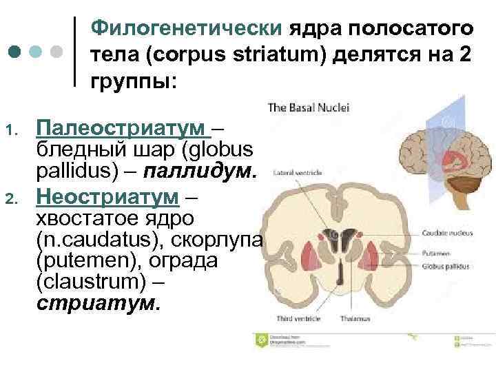 Филогенетически ядра полосатого тела (corpus striatum) делятся на 2 группы: 1. 2. Палеостриатум –