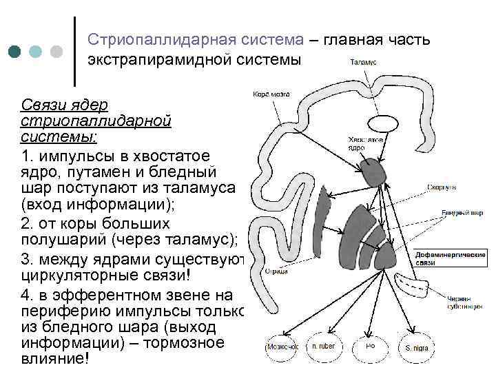 Стриопаллидарная система – главная часть экстрапирамидной системы Связи ядер стриопаллидарной системы: 1. импульсы в