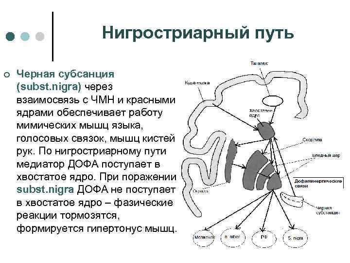 Нигростриарный путь ¢ Черная субсанция (subst. nigra) через взаимосвязь с ЧМН и красными ядрами