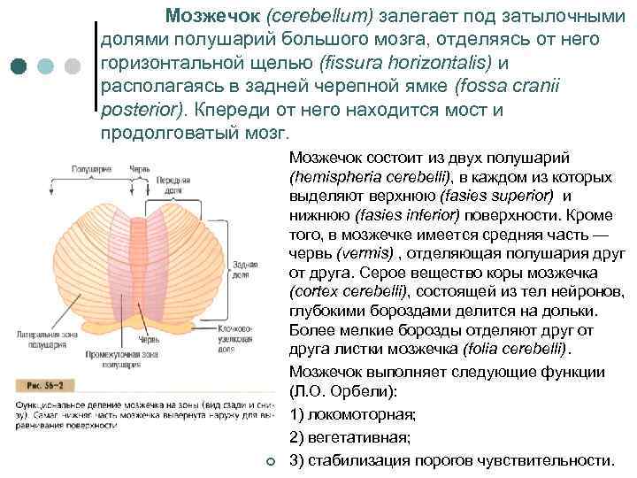 Мозжечок (cerebellum) залегает под затылочными долями полушарий большого мозга, отделяясь от него горизонтальной щелью