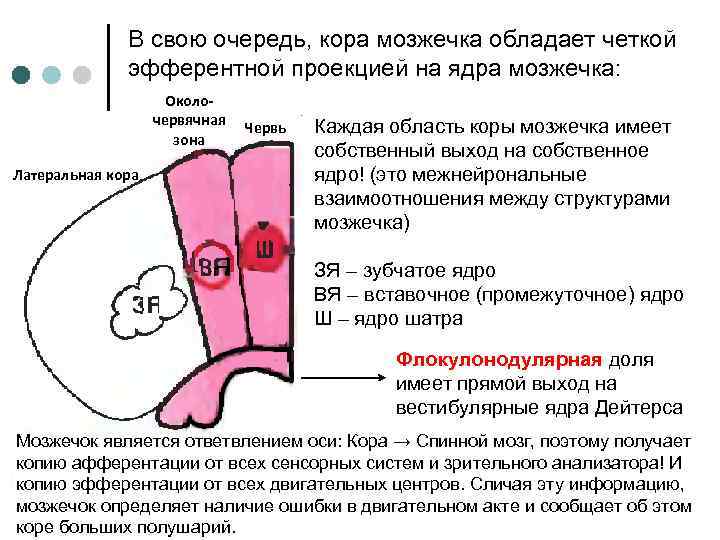 В свою очередь, кора мозжечка обладает четкой эфферентной проекцией на ядра мозжечка: Околочервячная зона