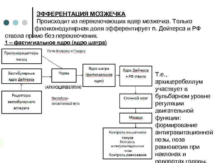 ЭФФЕРЕНТАЦИЯ МОЗЖЕЧКА Происходит из переключающих ядер мозжечка. Только флокконодулярная доля эфферентирует n. Дейтерса и