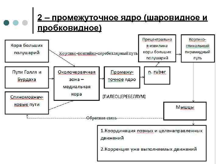 2 – промежуточное ядро (шаровидное и пробковидное) 