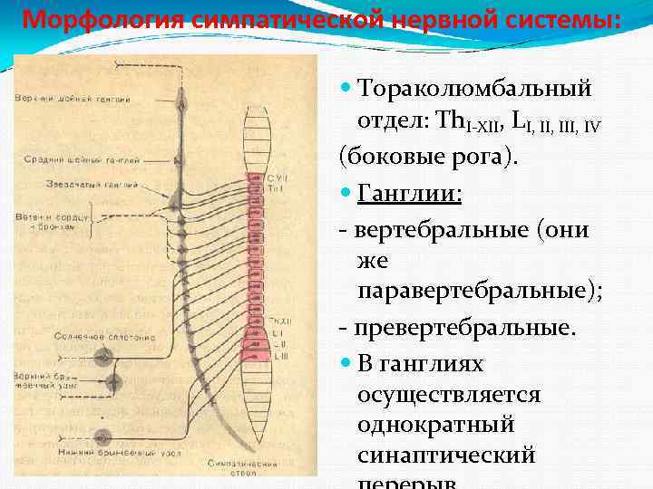 Морфология симпатической нервной системы: Тораколюмбальный отдел: Th. I-XII, LI, III, IV (боковые рога). Ганглии: