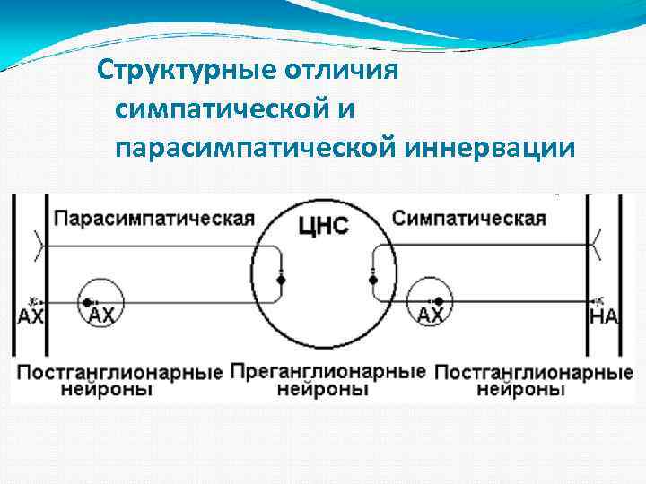 Структурные отличия симпатической и парасимпатической иннервации 