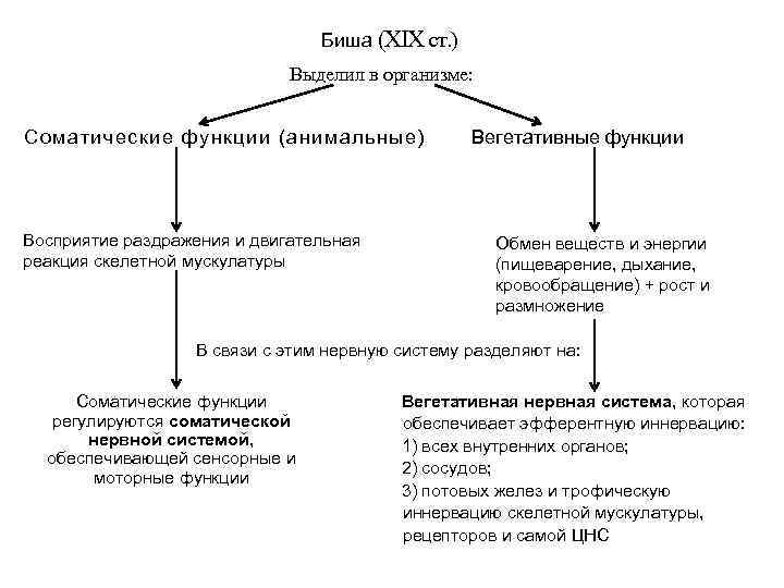 Биша (XIX cт. ) Выделил в организме: Соматические функции (анимальные) Восприятие раздражения и двигательная
