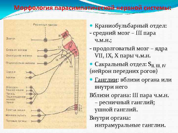 Морфология парасимпатической нервной системы: Краниобульбарный отдел: - средний мозг – III пара ч. м.