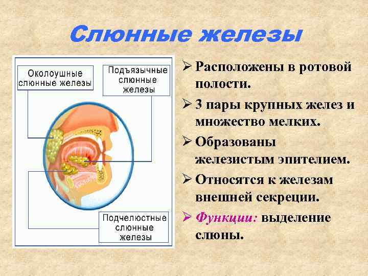 Слюнные железы Ø Расположены в ротовой полости. Ø 3 пары крупных желез и множество