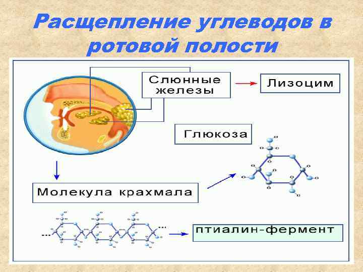 Расщепление углеводов в ротовой полости 