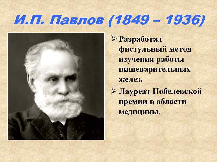 И. П. Павлов (1849 – 1936) Ø Разработал фистульный метод изучения работы пищеварительных желез.