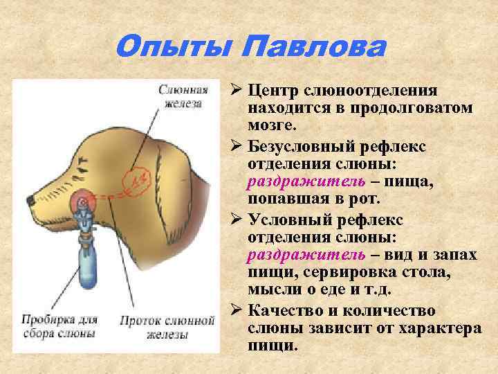 Опыты Павлова Ø Центр слюноотделения находится в продолговатом мозге. Ø Безусловный рефлекс отделения слюны: