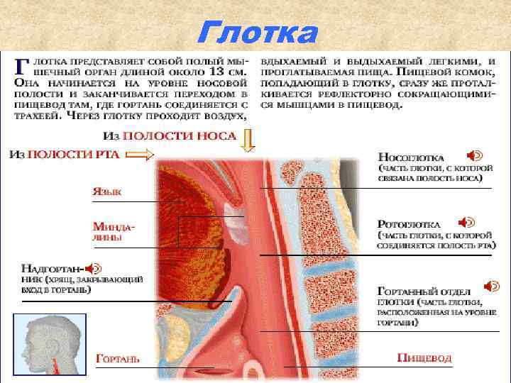 Глотка 