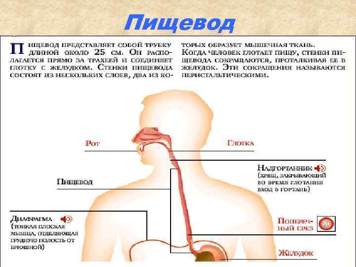 Пищевод 