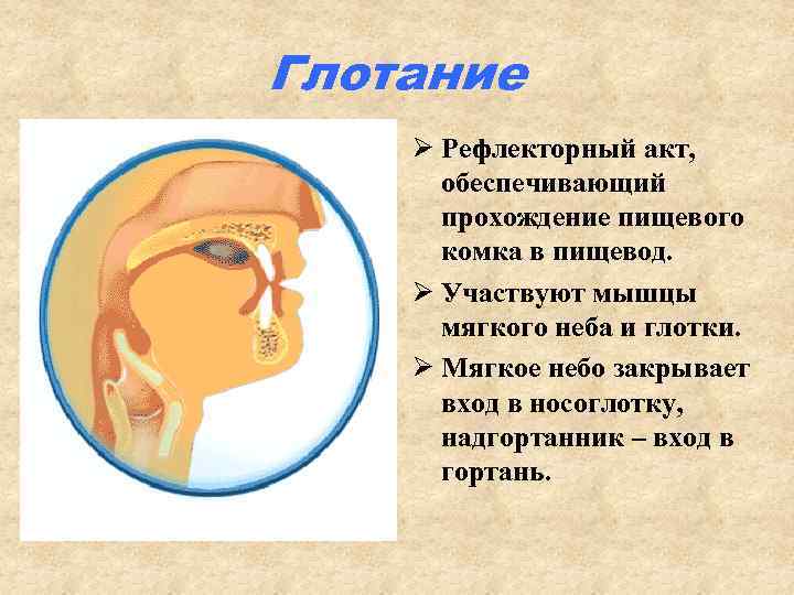 Глотание Ø Рефлекторный акт, обеспечивающий прохождение пищевого комка в пищевод. Ø Участвуют мышцы мягкого