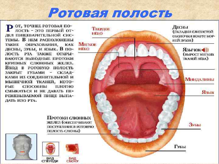 Ротовая полость 