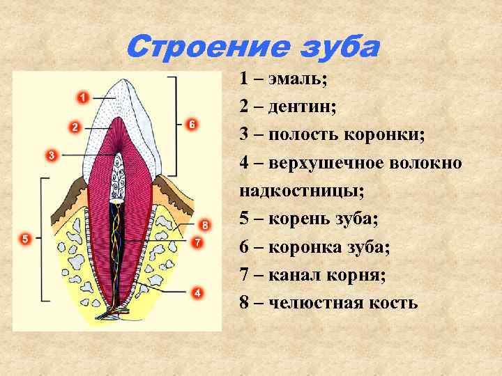 Строение зуба 1 – эмаль; 2 – дентин; 3 – полость коронки; 4 –