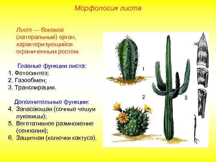 Морфология листа Лист — боковой (латеральный) орган, характеризующийся ограниченным ростом. Главные функции листа: 1.