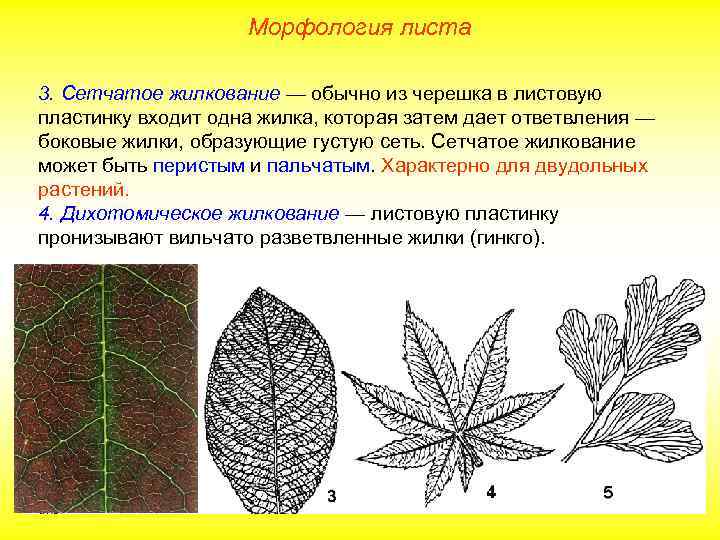 Морфология листа 3. Сетчатое жилкование — обычно из черешка в листовую пластинку входит одна