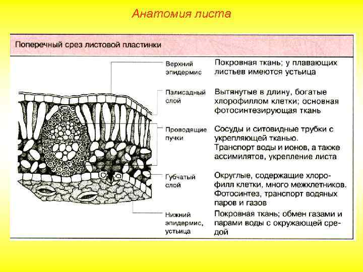 Анатомия листа 