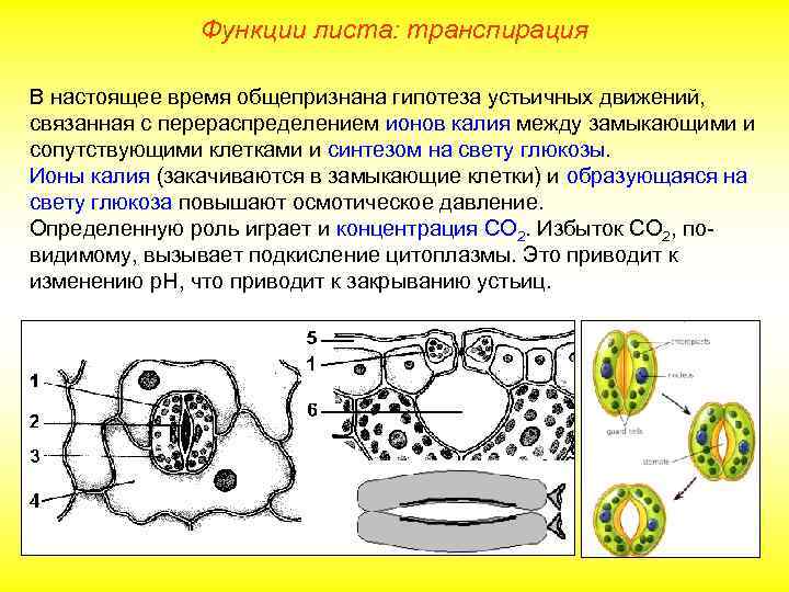 Функции листа: транспирация В настоящее время общепризнана гипотеза устьичных движений, связанная с перераспределением ионов