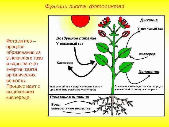 Функции листа: фотосинтез Фотосинтез – процесс образования из углекислого газа и воды за счет