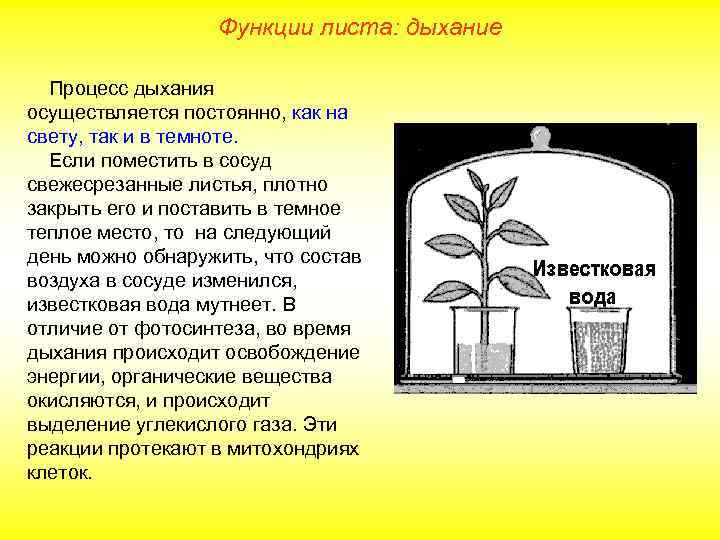 Функции листа: дыхание Процесс дыхания осуществляется постоянно, как на свету, так и в темноте.