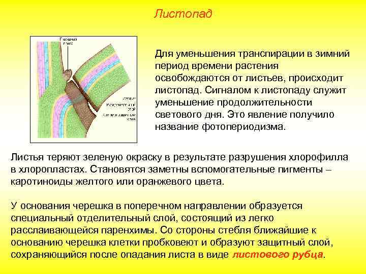 Листопад Для уменьшения транспирации в зимний период времени растения освобождаются от листьев, происходит листопад.