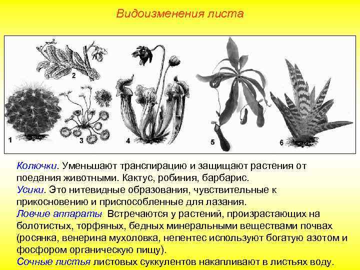 Видоизменения листа Колючки. Уменьшают транспирацию и защищают растения от поедания животными. Кактус, робиния, барбарис.