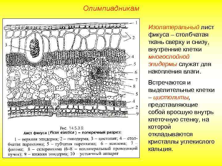 Олимпиадникам Изолатеральный лист фикуса – столбчатая ткань сверху и снизу, внутренние клетки многослойной эпидермы