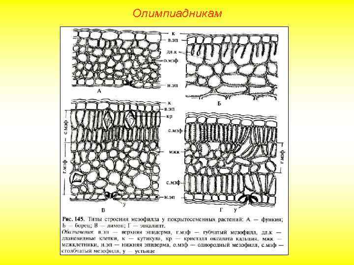 Олимпиадникам 
