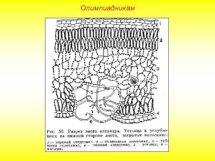 Олимпиадникам 